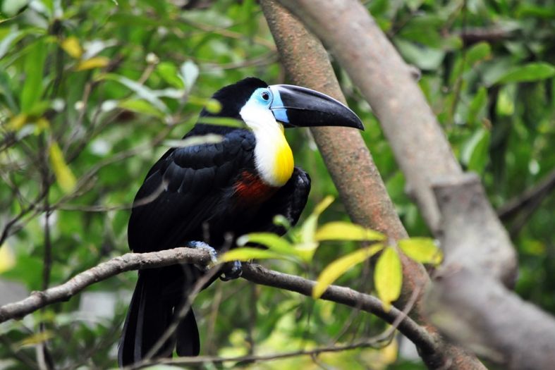 Norway became the first country to ban deforestation