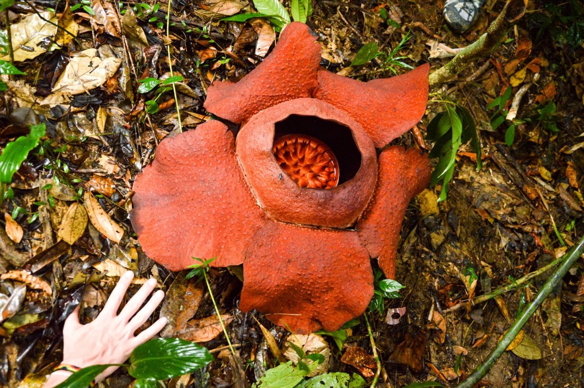 Where to see Rafflesia in Thailand the biggest flower in the world 203Challenges
