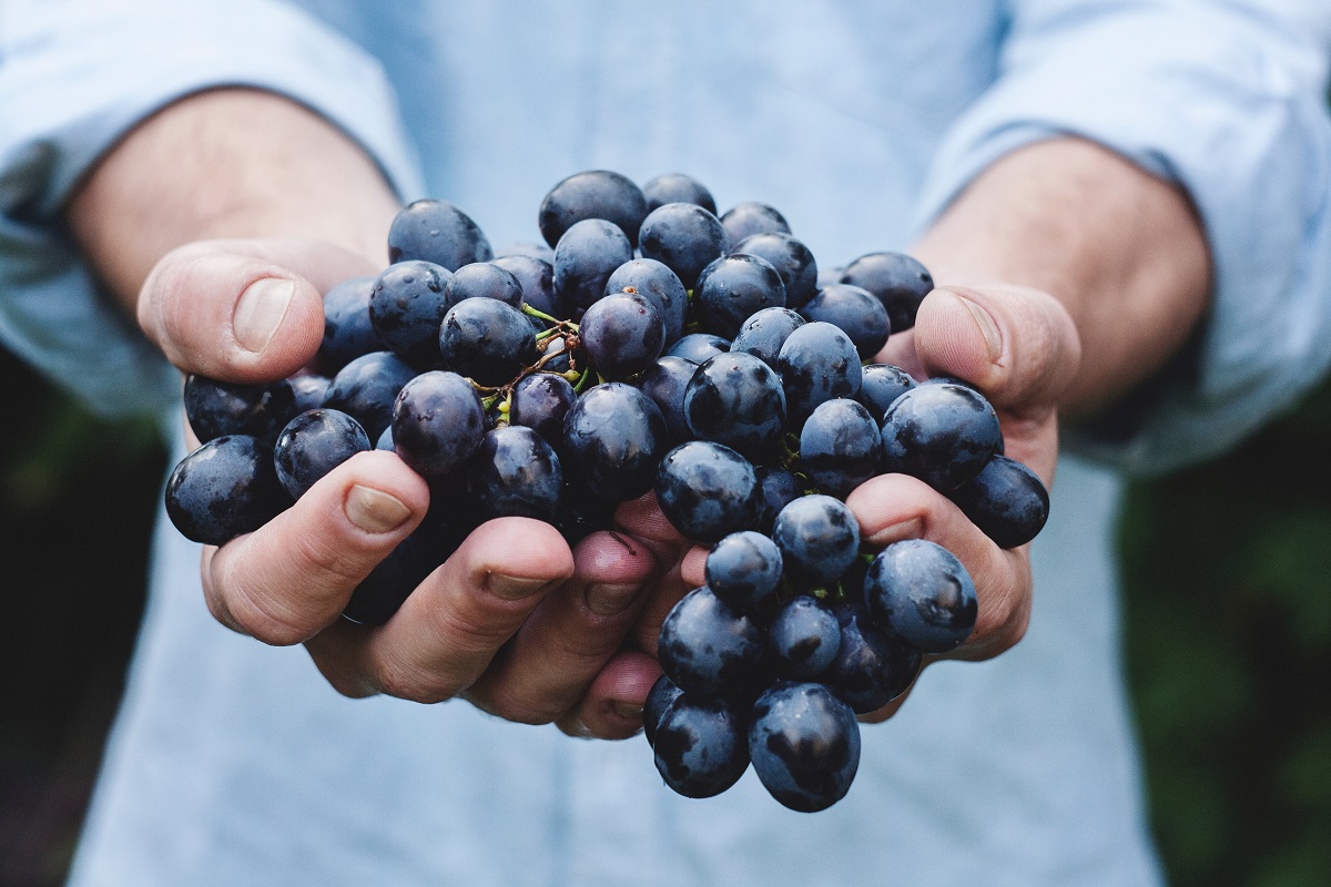 7 Bulgarian wines to taste (and what to eat with them)