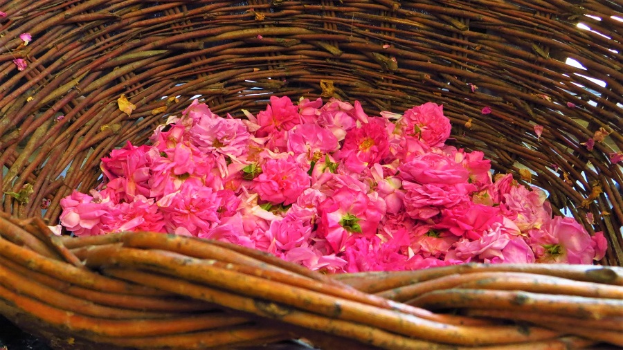 The Rose Valley, Bulgaria: Wake up to pick roses at dawn