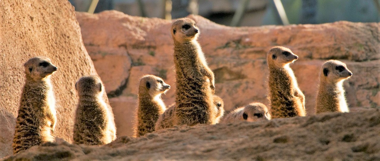 Meercats at Bioparc Valencia, Spain