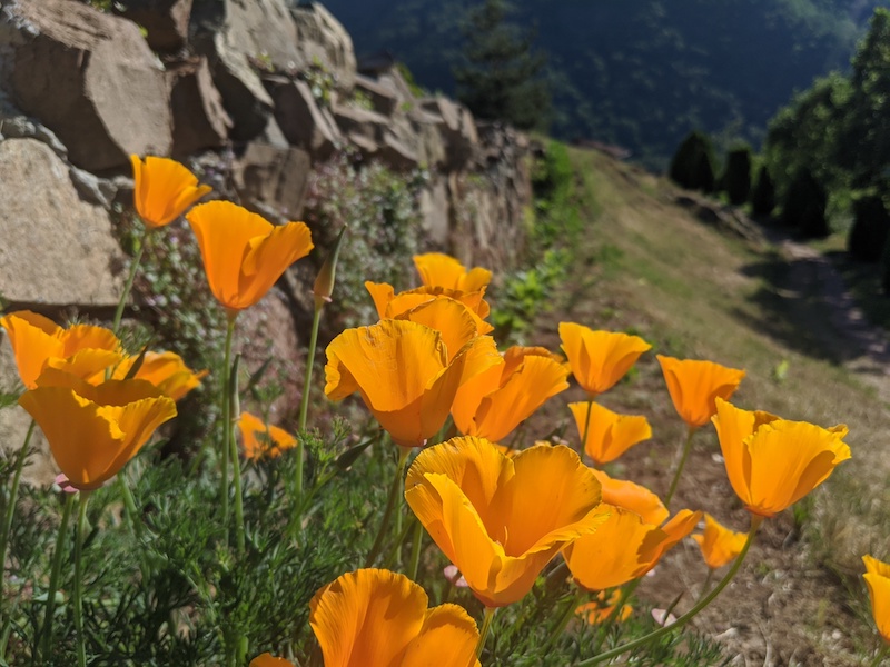 A Flower Enthusiast’s Guide to Flowers Around the World A Flower Enthusiast’s Guide to Flowers Around the World