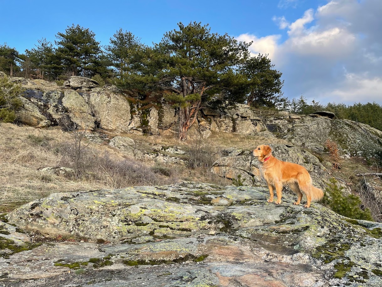 Dog Travel Checklist: What You Should Pack Dog Travel Checklist: What You Should Pack