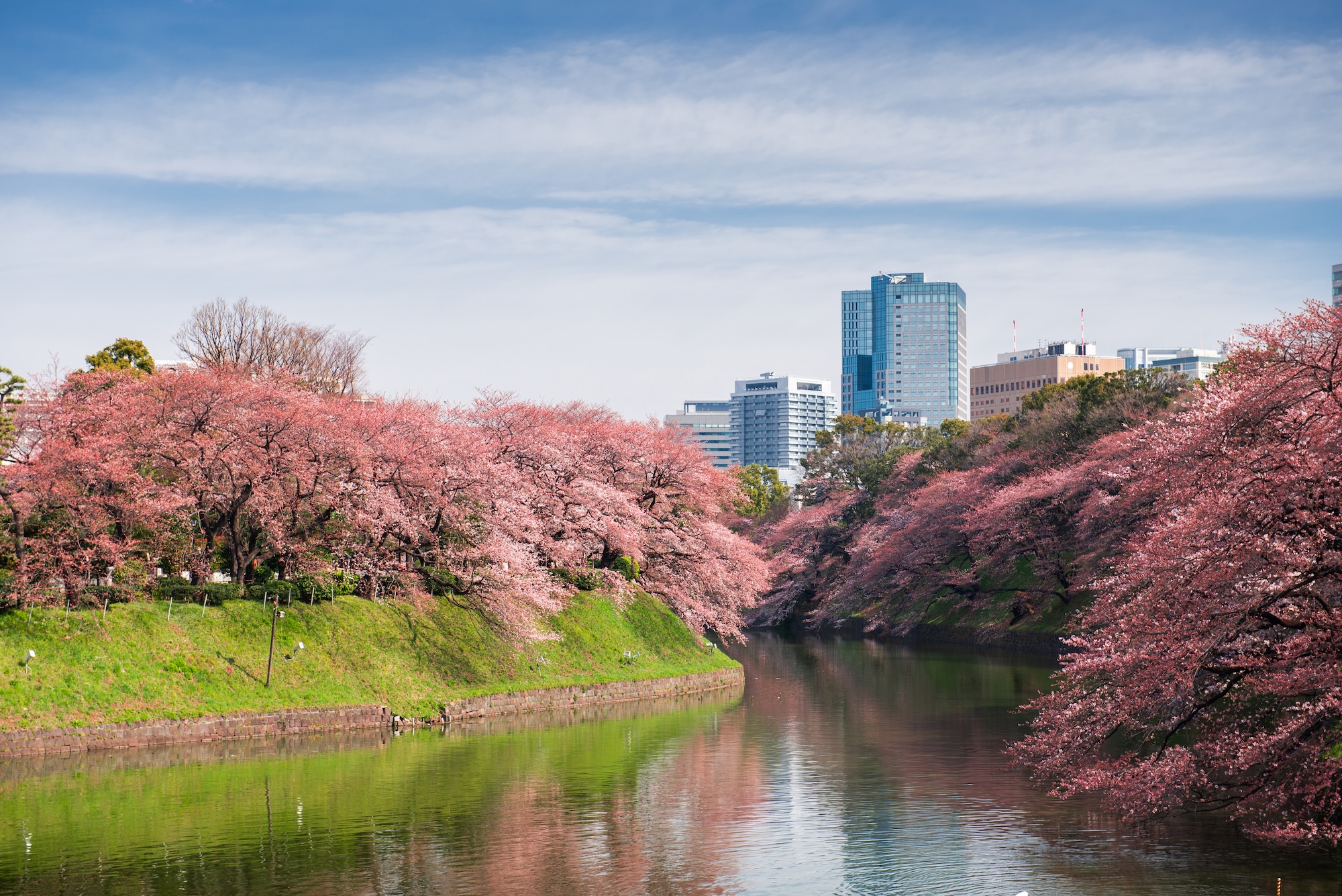 The Beauty of Tokyo’s Cherry Blossoms